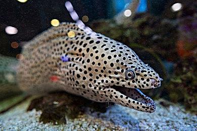 《猎魔人》小说新书聚焦青年杰洛特 理想主义与现实碰撞